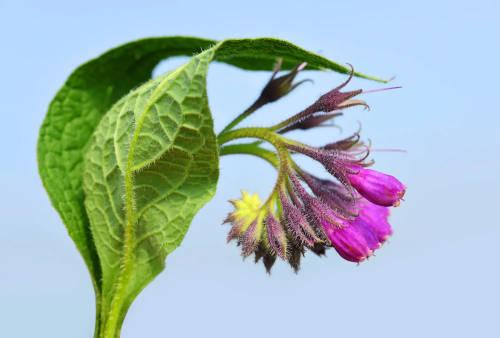 All About Comfrey - Symphytum Officinale